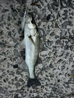 セイゴ（マルスズキ）の釣果