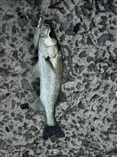 セイゴ（マルスズキ）の釣果