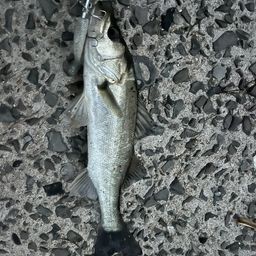 セイゴ（マルスズキ）