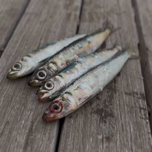 ウルメイワシの釣果