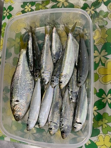 コノシロの釣果