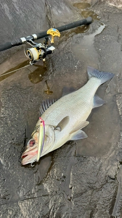 ヒラスズキの釣果