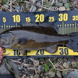 スモールマウスバス