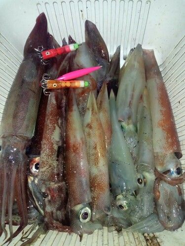 スルメイカの釣果