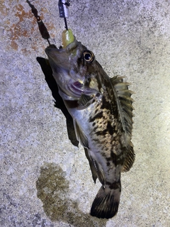 クロソイの釣果