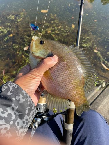 ブルーギルの釣果