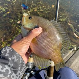 ブルーギル