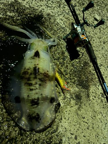 アオリイカの釣果