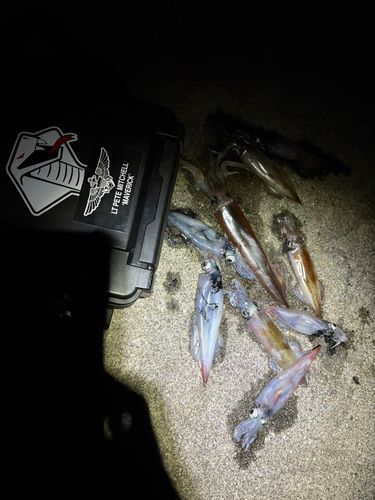 ヤリイカの釣果