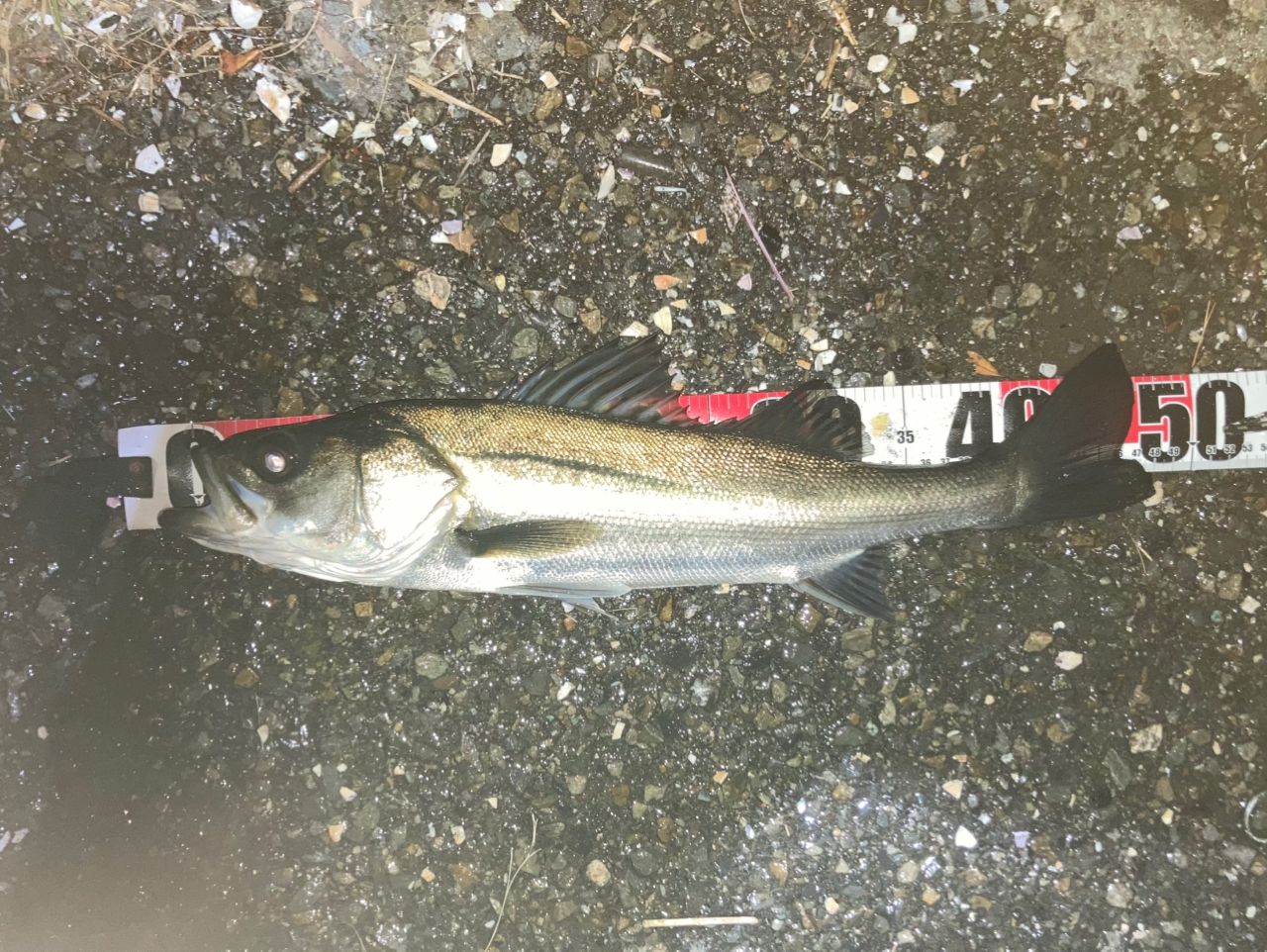 フッコ（マルスズキ）