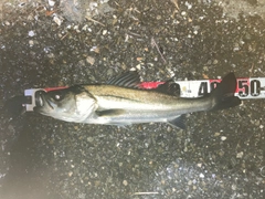 フッコ（マルスズキ）の釣果