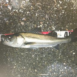 フッコ（マルスズキ）