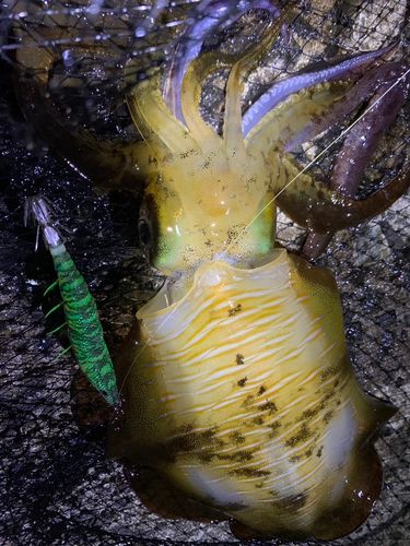 アオリイカの釣果