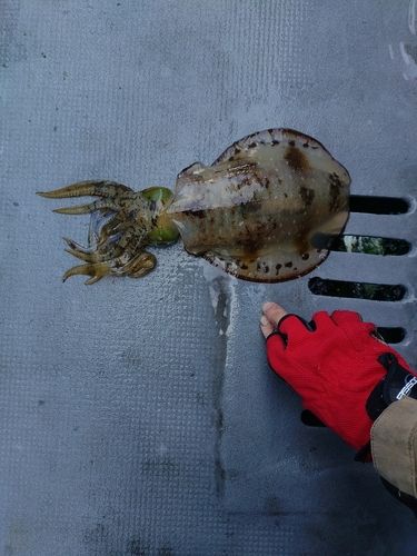 アオリイカの釣果