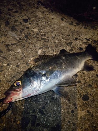 セイゴ（ヒラスズキ）の釣果