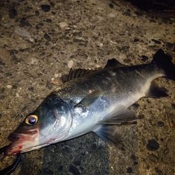 セイゴ（ヒラスズキ）