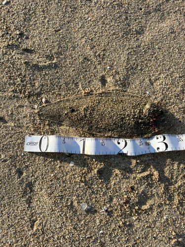 シタビラメの釣果