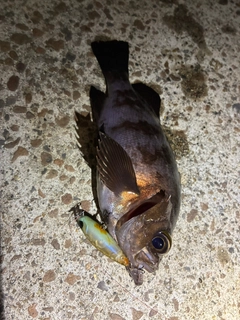 クロソイの釣果