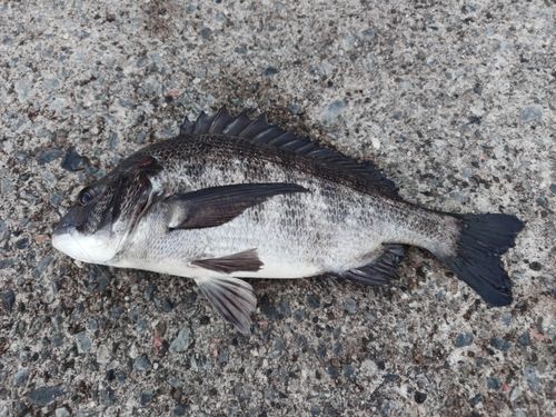 本牧海づり施設