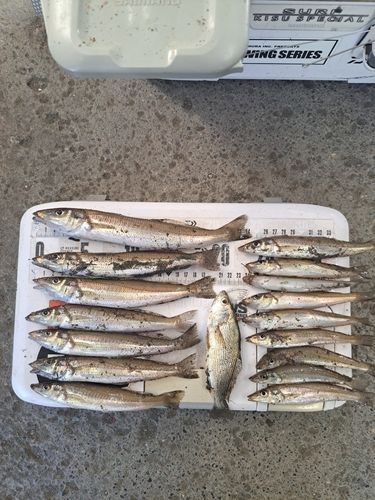 シロギスの釣果