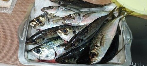 アジの釣果