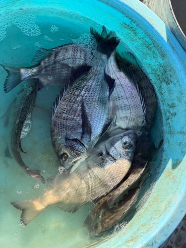 チヌの釣果
