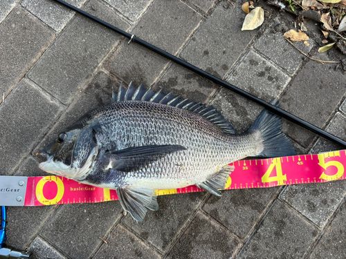 クロダイの釣果