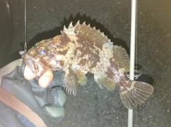 ムラソイの釣果