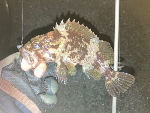 ムラソイの釣果