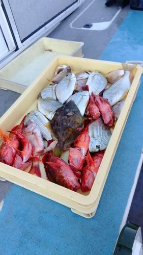 カワハギの釣果