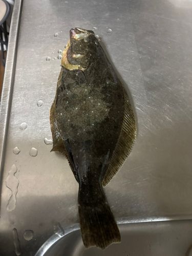 ソゲの釣果