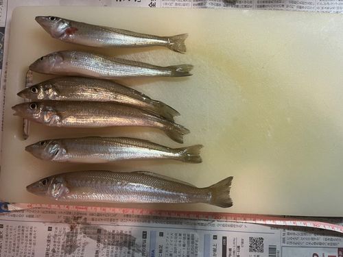 シロギスの釣果