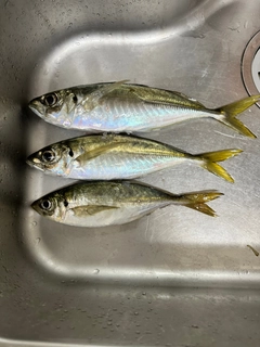 マアジの釣果