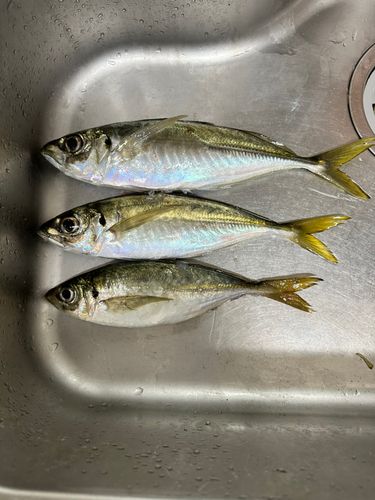 マアジの釣果