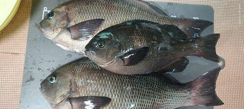 クチブトグレの釣果