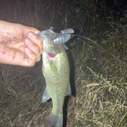 ラージマウスバス