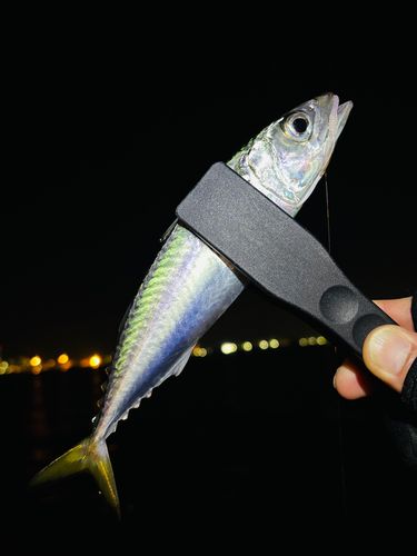 シーサイドコスモ釣り解放区