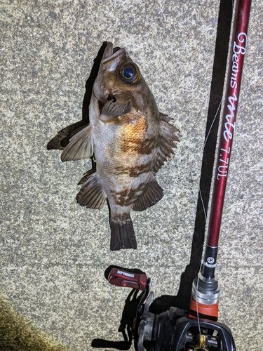 メバルの釣果
