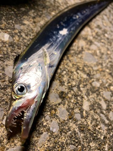 タチウオの釣果