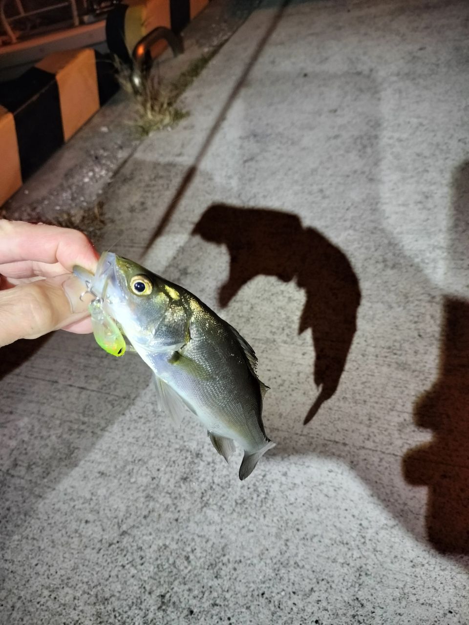 セイゴ（ヒラスズキ）