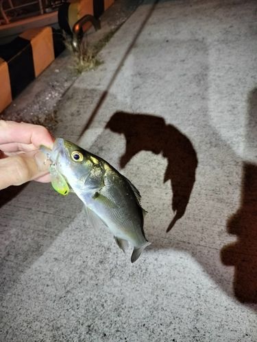 セイゴ（ヒラスズキ）の釣果