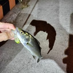 セイゴ（ヒラスズキ）