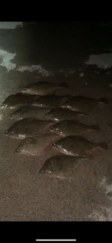 マガレイの釣果