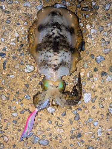 アオリイカの釣果