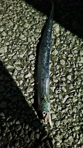 タチウオの釣果