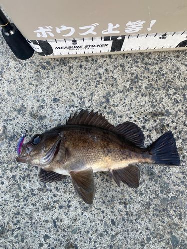 メバルの釣果