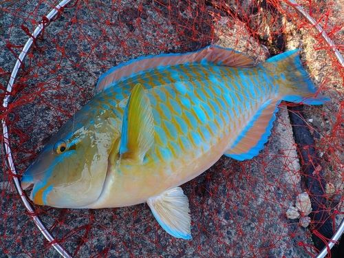 ヒブダイの釣果