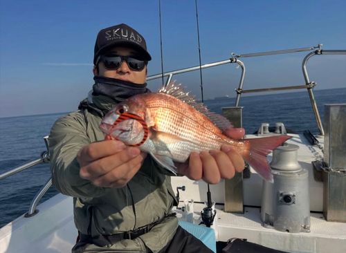 マダイの釣果