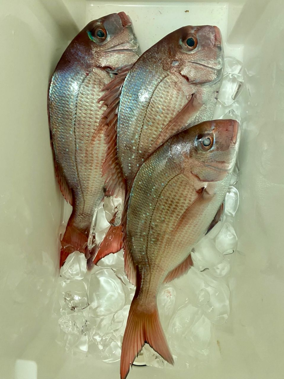 ほかちんさんの釣果 2枚目の画像