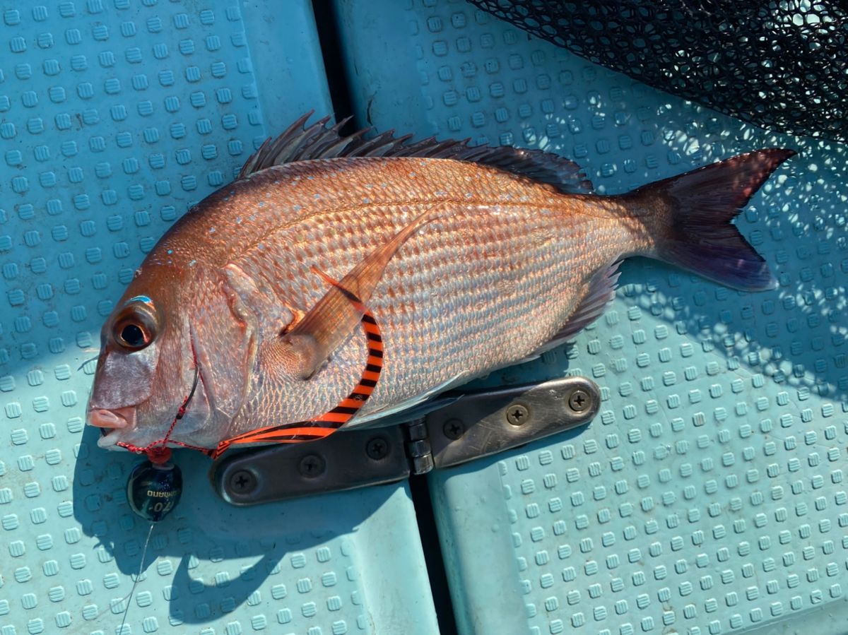 ほかちんさんの釣果 3枚目の画像